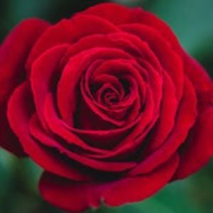 Meet your Posher, Marlene